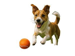 Altitude Alfie Pet Ball
