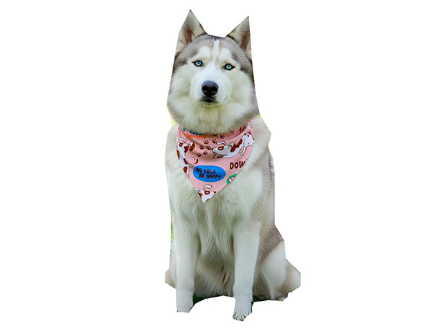 Hoppla Bosco Large Polyester Dog Bandana